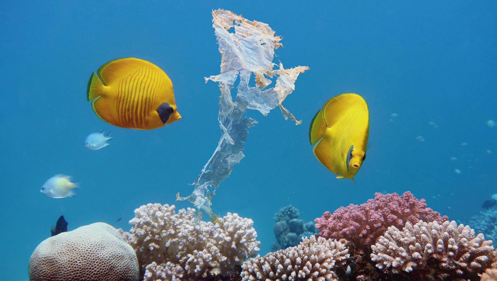 Los efectos de los microplásticos en la vida marina