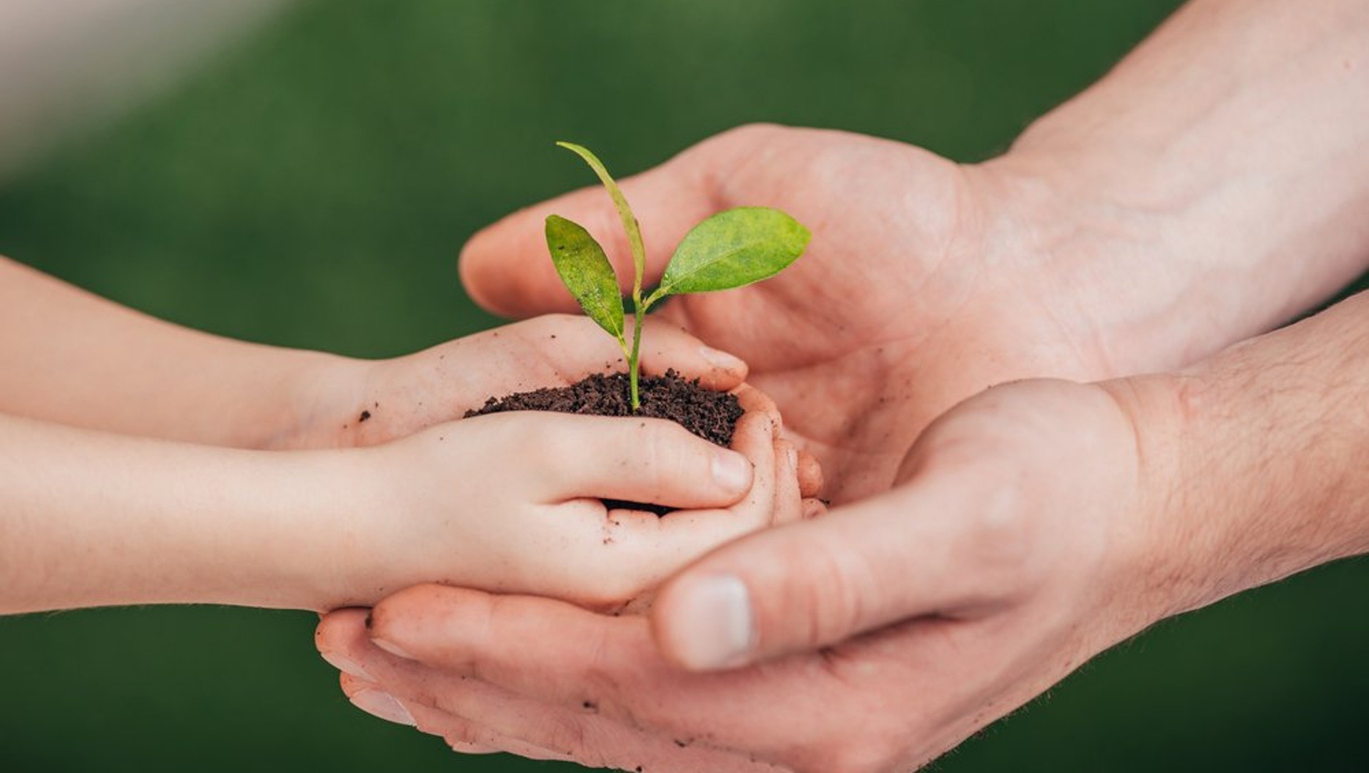 consultor medioambiental