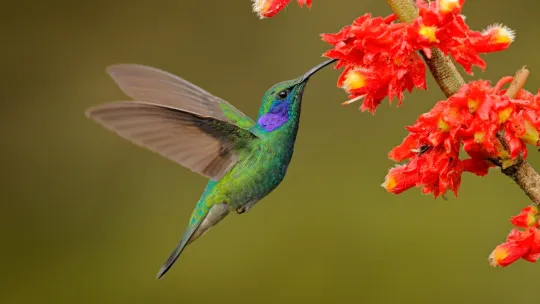 Las metas de la ODS 15: vida de ecosistemas terrestres