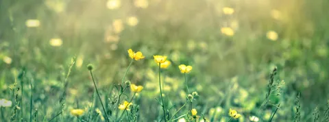 Factores abióticos: ¿Qué son y cómo pueden afectar al medio ambiente?