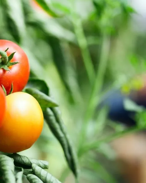 modelos-de-agricultura-sostenible