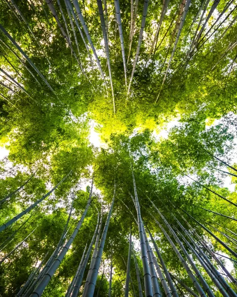 El medio ambiente es el soporte vital de nuestra existencia. De él obtenemos recursos esenciales como el agua, el aire, los alimentos y los materiales para nuestra vida diaria. Sin embargo, el impacto del ser humano ha llevado al planeta a una crisis ambiental sin precedentes.
