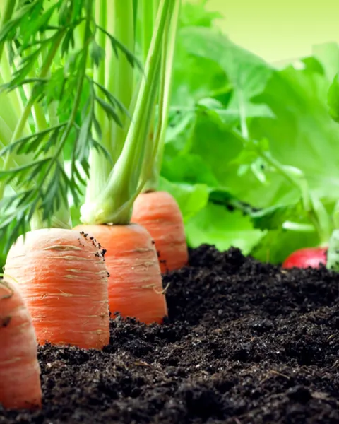 imgi_62_agricultura-ecologica.jpg