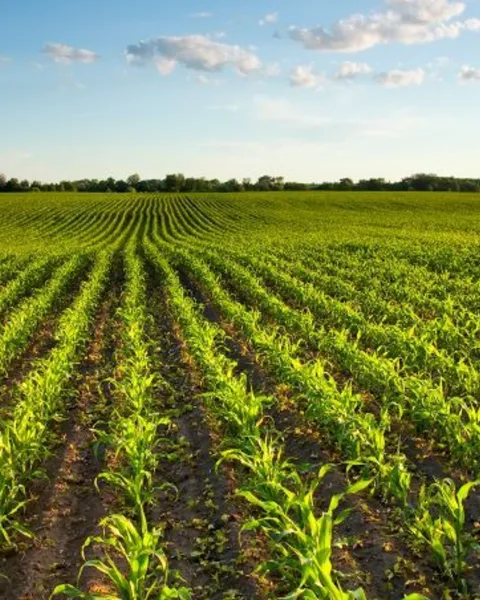 imgi_63_agricultura-resiliente-cambio-climatico-829.jpg