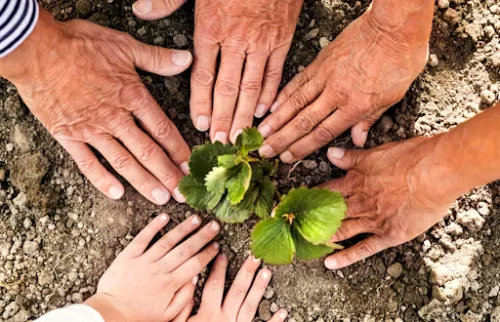 Varias personas colocando las manos alrededor de una planta en el suelo