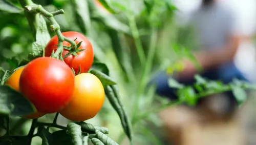 modelos-de-agricultura-sostenible