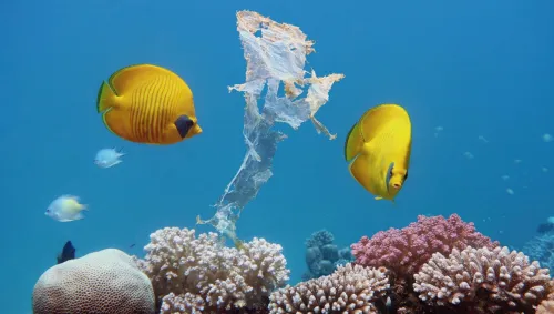 Los efectos de los microplásticos en la vida marina Los efectos de los microplásticos en la vida marina