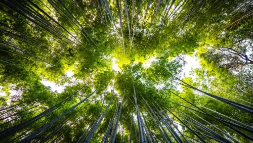 El medio ambiente es el soporte vital de nuestra existencia. De él obtenemos recursos esenciales como el agua, el aire, los alimentos y los materiales para nuestra vida diaria. Sin embargo, el impacto del ser humano ha llevado al planeta a una crisis ambiental sin precedentes.