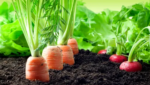 imgi_62_agricultura-ecologica.jpg