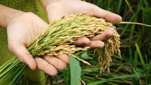 imgi_63_que-es-la-seguridad-alimentaria-y-por-que-es-importante-1.jpg
